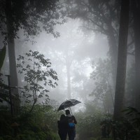 Deep Relaxation with Light Rain Sounds and Footsteps in Nature (Single)