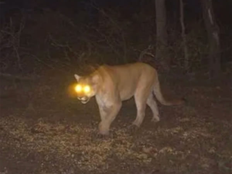 Mountain Lion (Single)