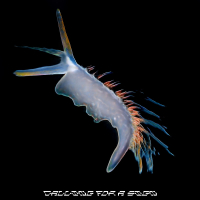 Calling For A Sign (Single)