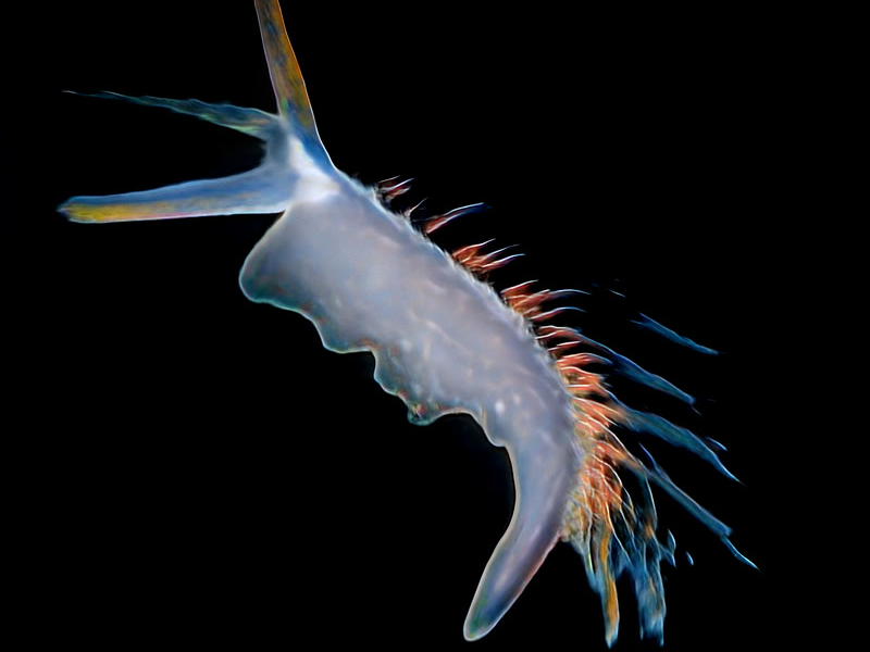 Calling For A Sign (Single)