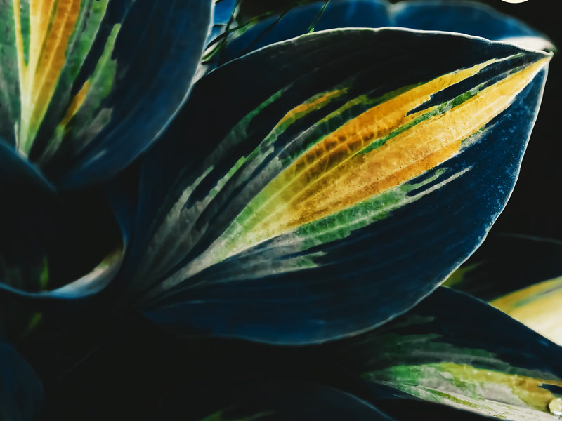 Healing And Wholeness (Nature)