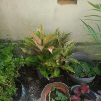 Cinta merah jambu (Single)