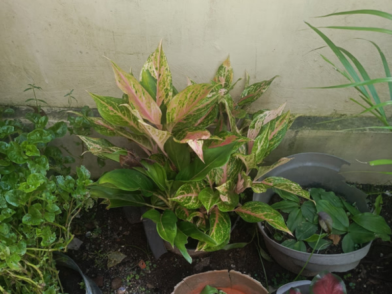 Cinta merah jambu (Single)