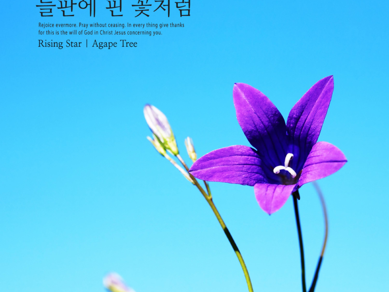 Like a flower in the field (Single)