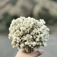 Blistered Eyes (Single)