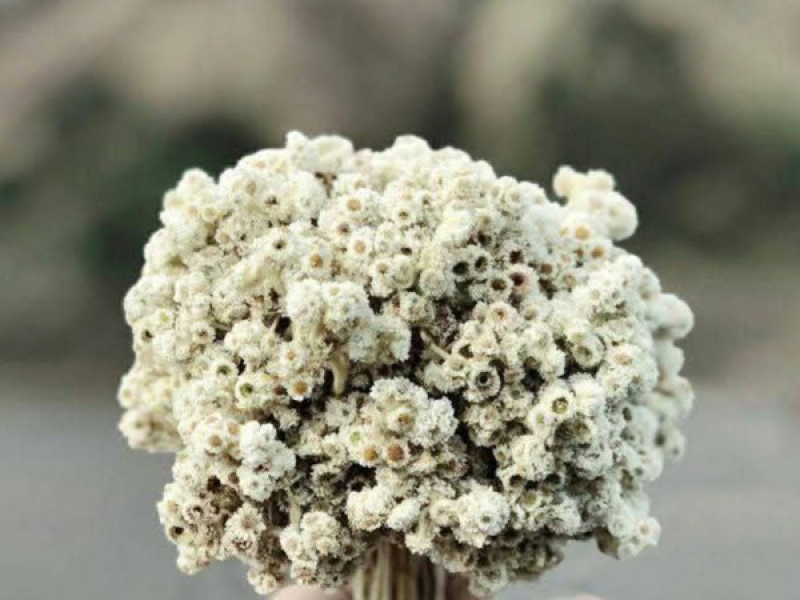 Blistered Eyes (Single)