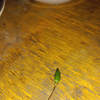 Saat Kau Pergi (Single)