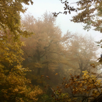 maine in fall (Single)