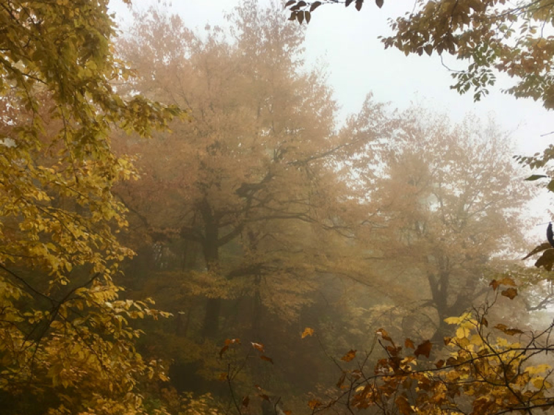 maine in fall (Single)