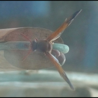 Noitcidda the Creature (Single)