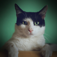 Fall Asleep and Relieve Insomnia with Cat Purring Sound (Single)