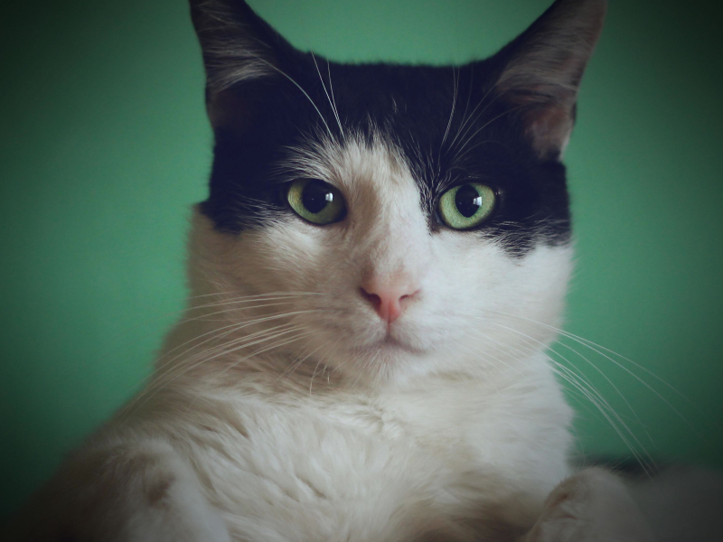 Fall Asleep and Relieve Insomnia with Cat Purring Sound (Single)