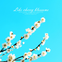 Like A Cherry Tree (Single)