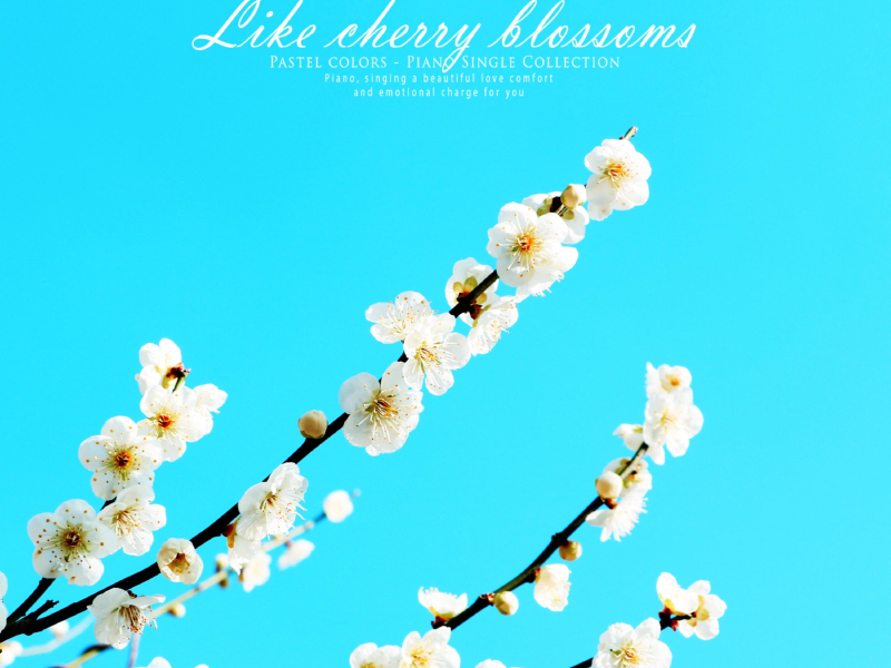 Like A Cherry Tree (Single)