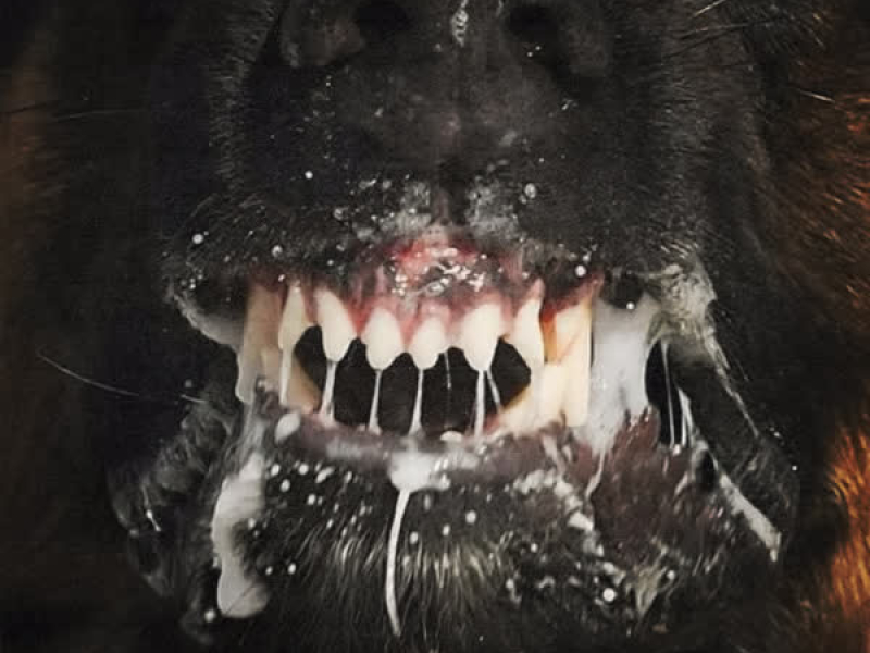 Rabies (feat. Benny The Butcher) (Single)