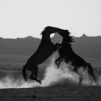 No Small Thing (MV) (Single)