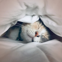 Purring Cat Sound for Deep Relaxation and Baby Sleep (Single)