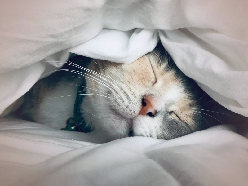 Purring Cat Sound for Deep Relaxation and Baby Sleep (Single)