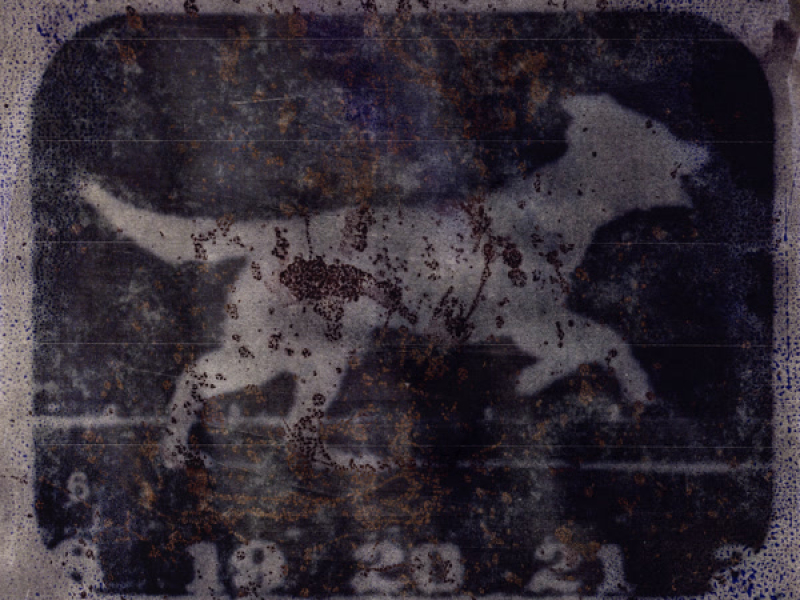 Perro Callejero (Single)