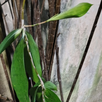 Alasan kosong (Single)