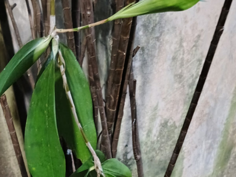 Alasan kosong (Single)