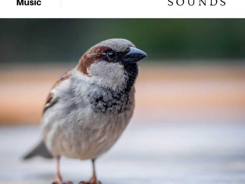 Relaxing Bird Sounds (Single)