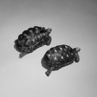 Love Is A Stillness (Single)