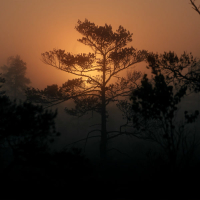 Golden Leaves (Single)