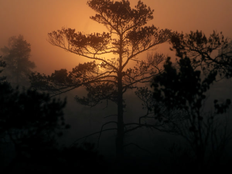 Golden Leaves (Single)