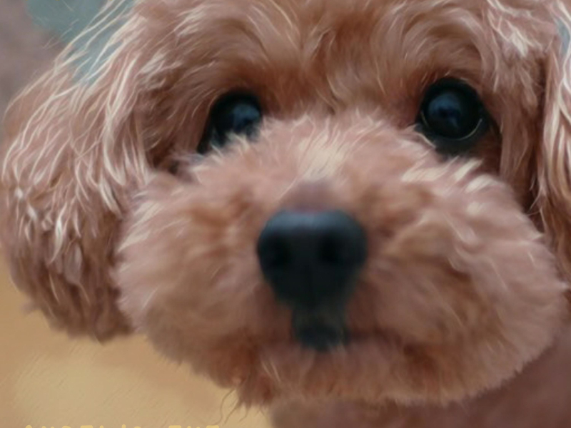 Angel's eye (Single)