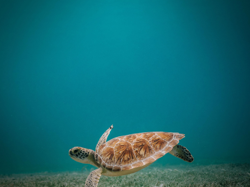 Underwater Sound for Concentration and Studying with White Noise (Single)