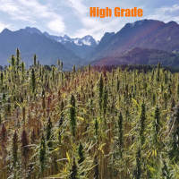 High Grade (Single)