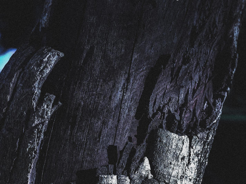 The Axe Forgets But The Tree Remembers (Single)