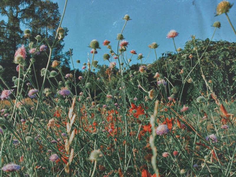 Blue Meadow (Single)