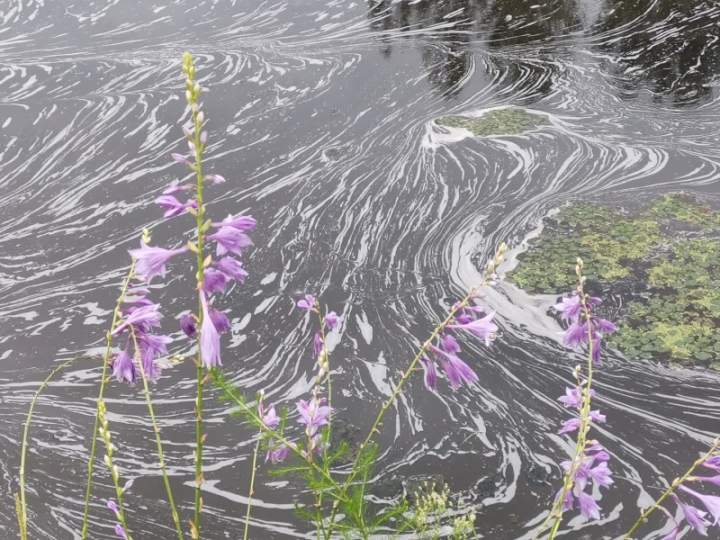 走进龙虬庄遗址公园 (Single)