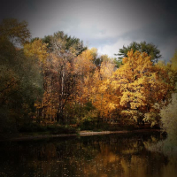 Instant Stress Relief and Relaxation with Forest Pond Sounds (Single)