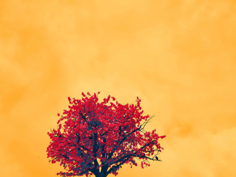 blooming dreams (Single)