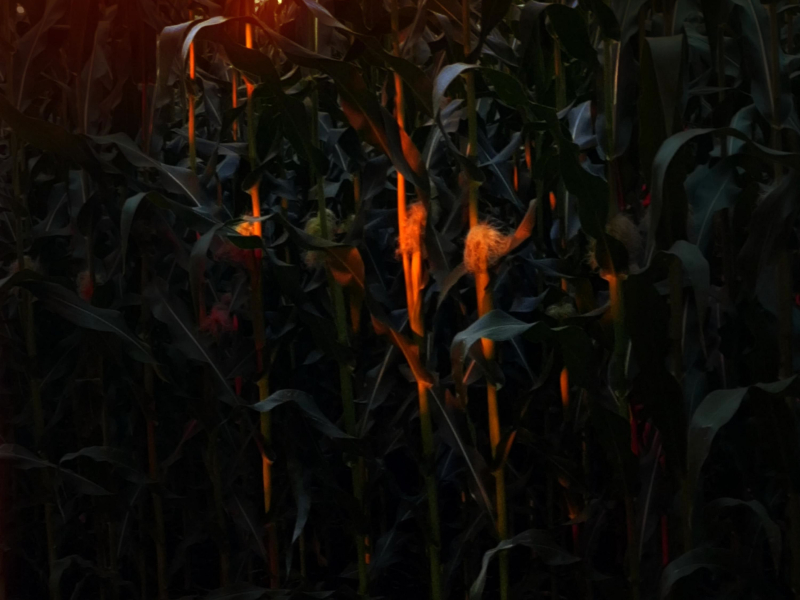 GOOD MOURNING (Single)