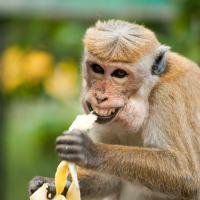 Chipanzini Bananini (Single)