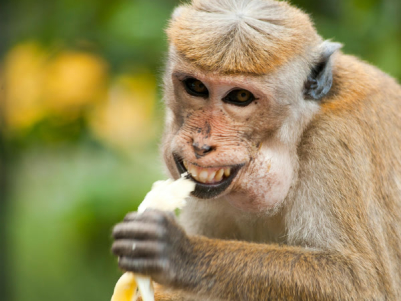 Chipanzini Bananini (Single)