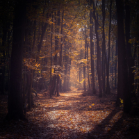 Walking in Forest Sound will Relieve Stress and Anxiety (Single)