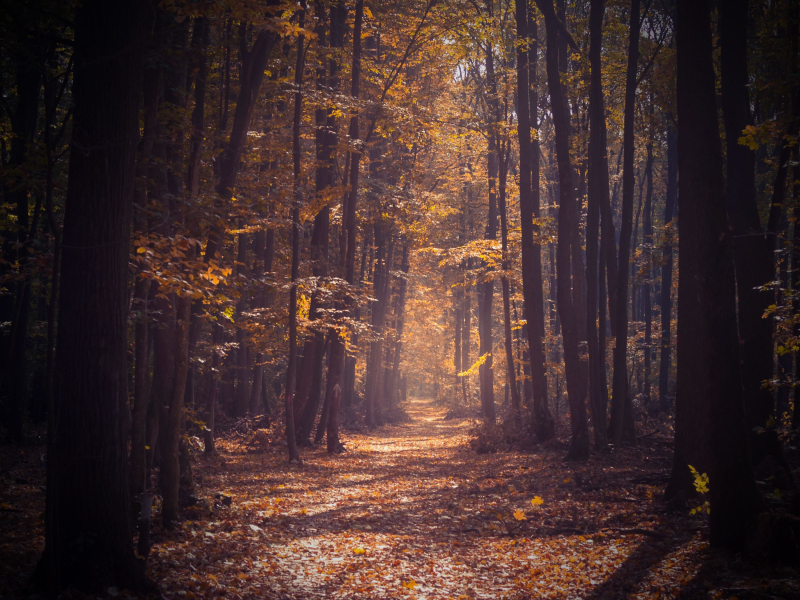 Walking in Forest Sound will Relieve Stress and Anxiety (Single)