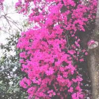 compilation four (Single)