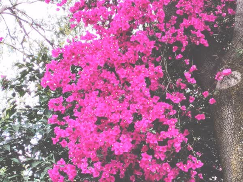 compilation four (Single)