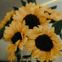 Sunflowers (Single)