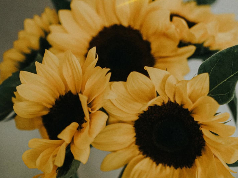 Sunflowers (Single)