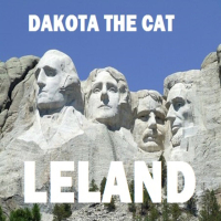 Dakota the Cat (Single)