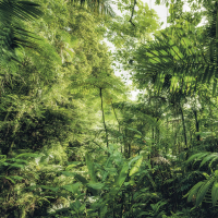 Jungle Trap (Single)