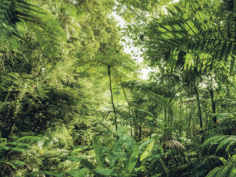 Jungle Trap (Single)