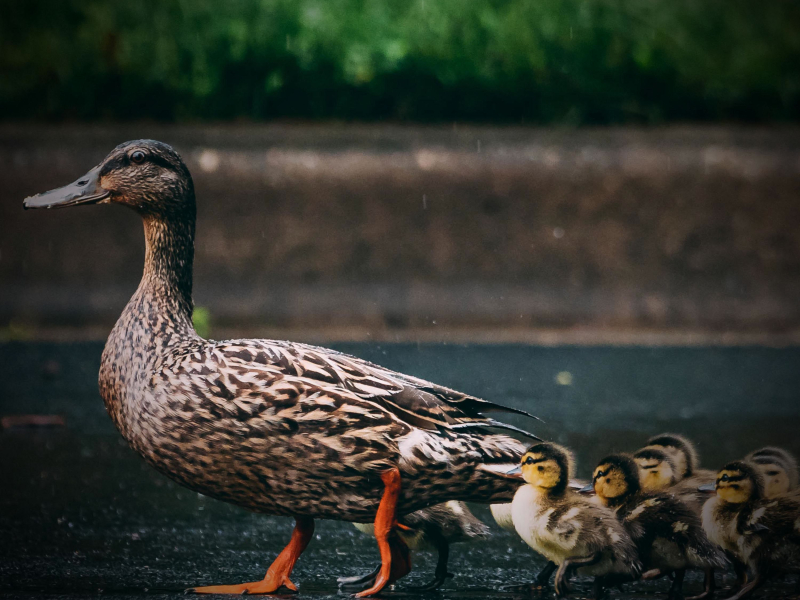 Relaxation with Animal Sounds of Chickens and Ducks (Single)